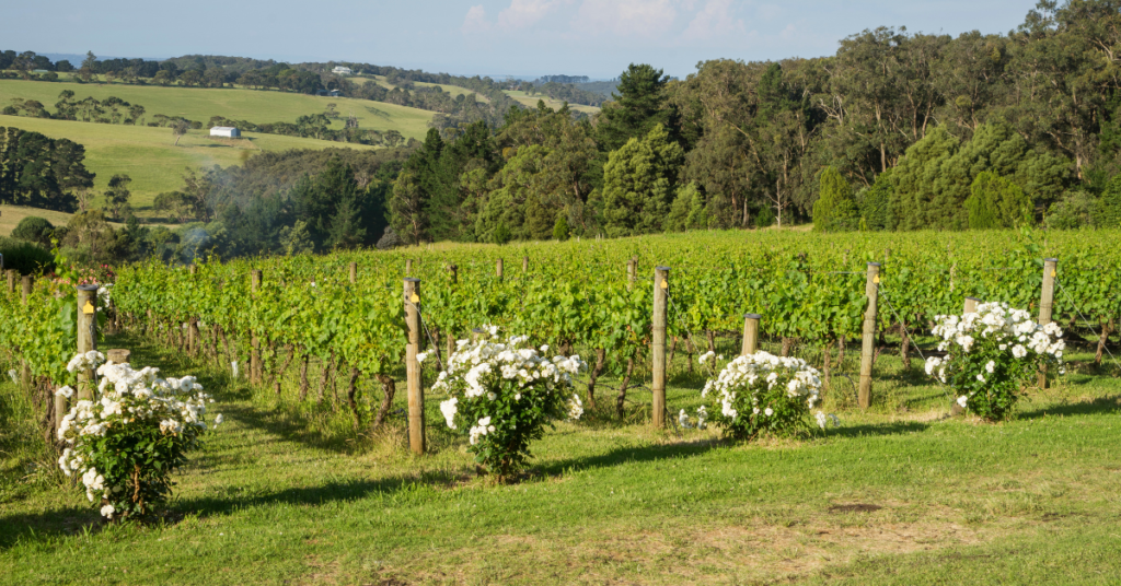 Mornington Peninsula's gutter cleaning guide for wine country estates ...