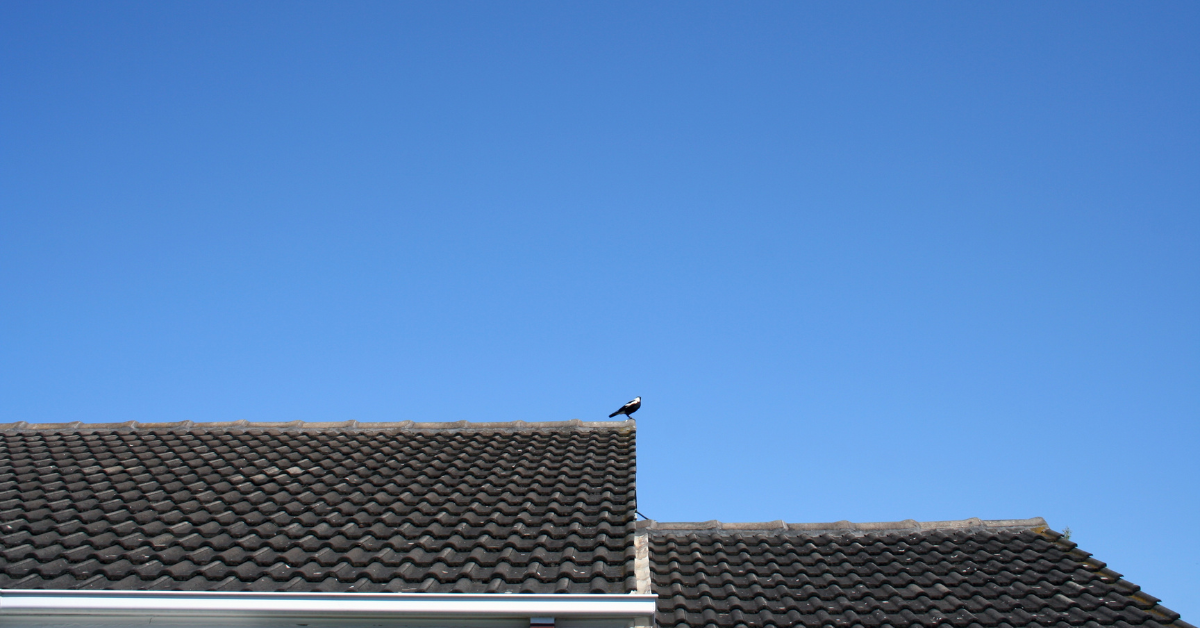 Bird proofing your gutters on the Mornington Peninsula – How to prevent birds from nesting in gutters and causing blockages