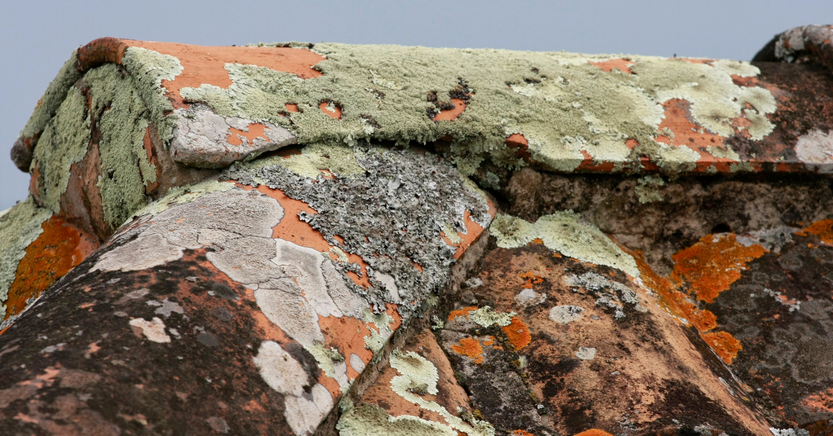 The impact of lichen on roof health: What you need to know