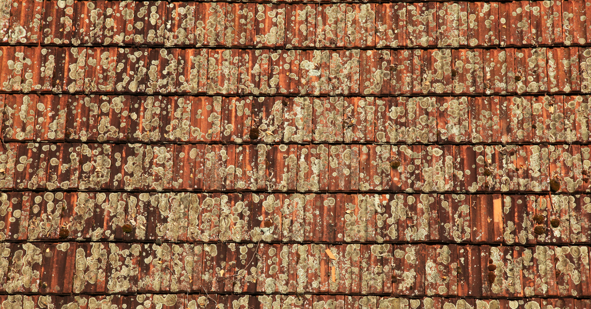 Unveiling the mystery: What causes lichen to grow on your roof?